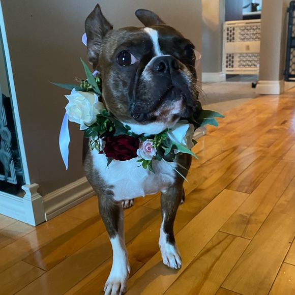 Faux floral dog collar - Picture 7 of 7